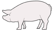 white pig icon